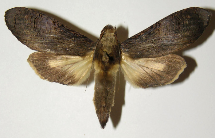 Fig 1. Hembra de <i>Nystalea superciliosa</i>, Notodontidae.Vista dorsal. Voucher: 04-SRNP-14677-DHJ303164.jpg 57mm de longitud.