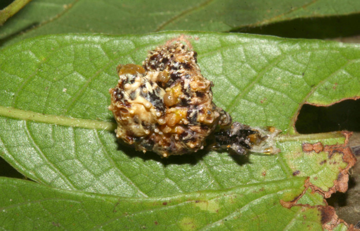 Fig.10. Larva de <i>Nystalea superciliosa</i>. Voucher: 18-SRNP-30295-DHJ743507.jpg.