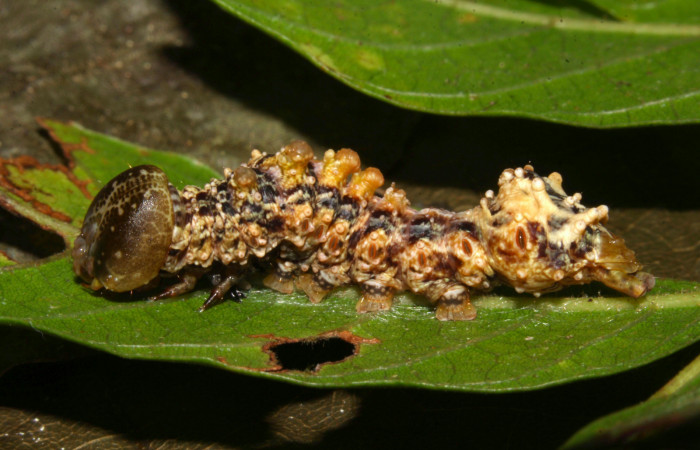 Fig.12. Larva de <i>Nystalea superciliosa</i>. Voucher: 18-SRNP-30295-DHJ743513.jpg. 22mm de longitud.