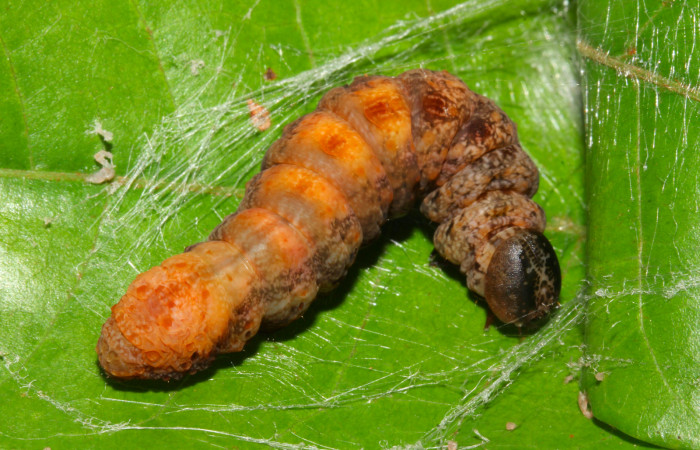 Fig.18. Prepupa de <i>Nystalea superciliosa</i>. Voucher: 18-SRNP-30295-DHJ743522.jpg. 32mm de longotud.