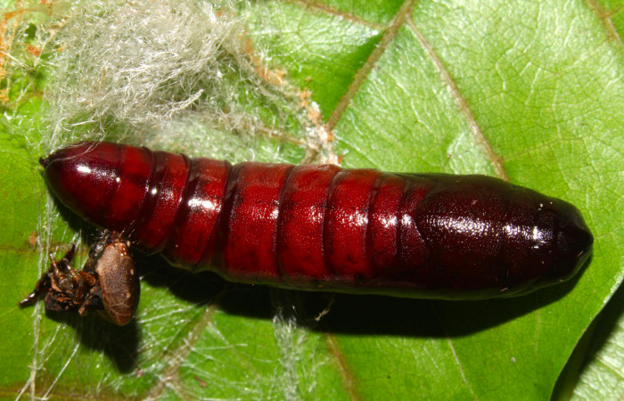 Fig.19. Pupa de <i>Nystalea superciliosa</i>. Voucher: 18-SRNP-30295-DHJ743672.jpg. 32mm de longotud.