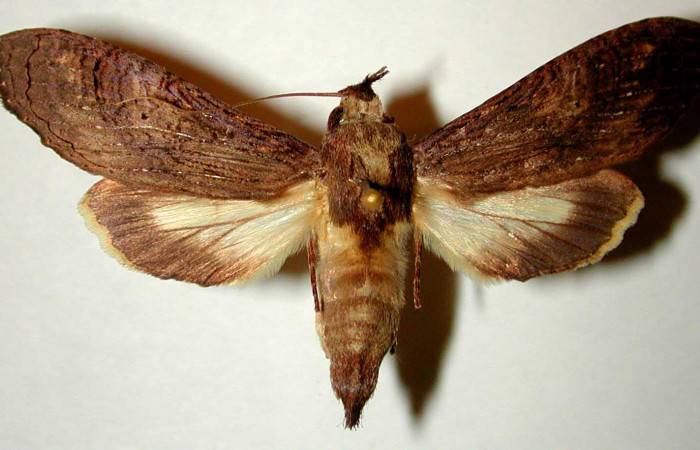 Fig 2. Macho de <i>Nystalea superciliosa</i>, Notodontidae. Vista dorsal. Voucher: 93-SRNP-7055-DHJ3238.jpg 54mm de longitud.