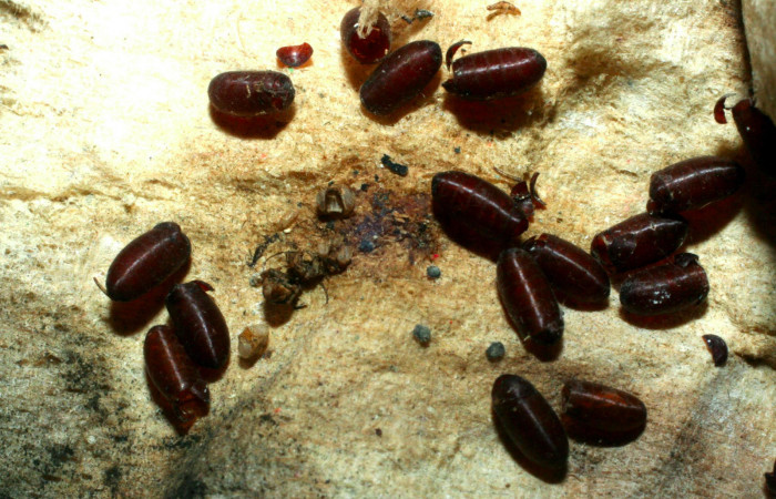 Fig.20. Puparios de la familia (Tachinidae) de <i>Nystalea superciliosa</i>. Voucher: 06-SRNP-22281-DHJ452571.jpg.