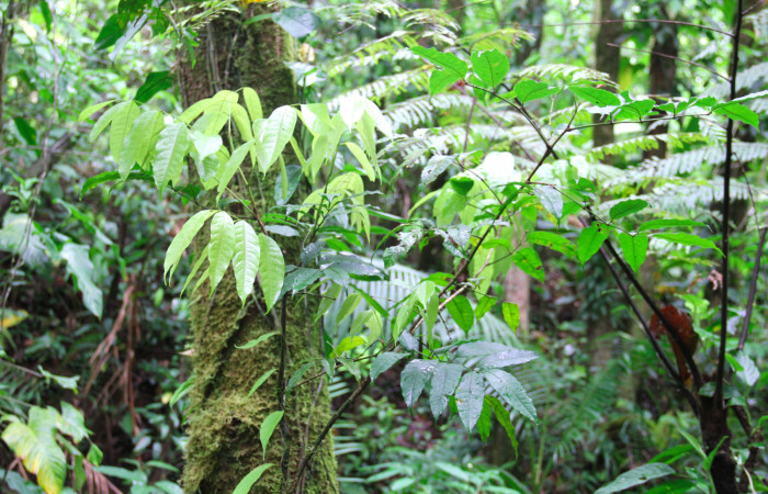 Fig.23. Planta de <i>Protium costaricense</i> planta hospedera de <i>Nystalea superciliosa</i>.