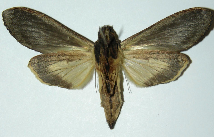 Fig 3. Hembra de <i>Nystalea superciliosa</i>, Notodontidae. Vista ventral. Voucher: 04-SRNP-14677-DHJ303165.jpg 57mm de longitud.
