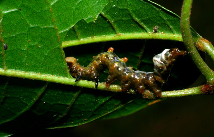 Fig.8. Larva de <i>Nystalea superciliosa</i> en tercer  estadío. Voucher: 08-SRNP-30290-DHJ435808.jpg. 20mm de longitud.