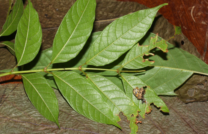 Fig.9.Mostrando camuflaje de <i>Nystalea superciliosa</i>. Voucher: 18-SRNP-30295-DHJ743505.jpg.