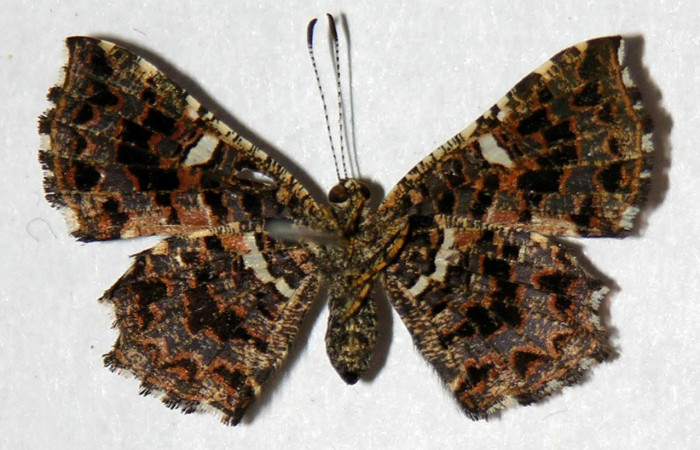 Figura 18. Adulto <i>Calydna sturnula</i> (Riodinidae), hembra posición ventral.  00-SRNP-3321-DHJ321547.