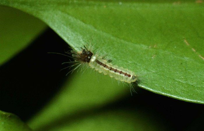 Figura 3. Larva <i>Calydna sturnula</i> (Riodinidae), posición dorsal entero en la hoja de la planta de <i>Schoepfia schreberi</i> (Schoepfiaceae). Sector Santa Rosa, Area de Conservación Guanacaste. 01-SRNP-15826-DHJ61045.jpg.