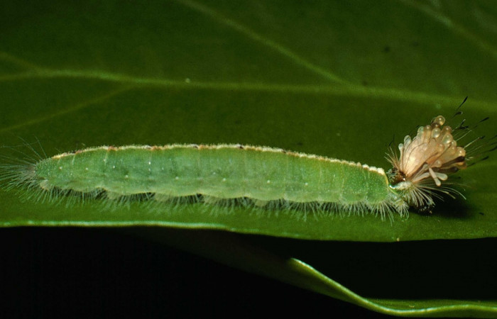 Figura 7. Larva <i>Calydna sturnula</i> (Riodinidae), posición lateral entero en la hoja de la planta de <i>Schoepfia schreberi</i> (Schoepfiaceae). Sector Santa Rosa, Area de Conservación Guanacaste. 01-SRNP-15831-DHJ60593.jpg.
