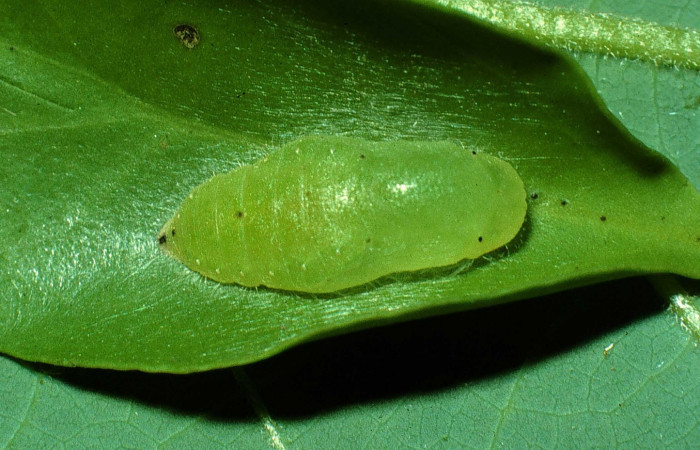 Figura 13. Pupa de <i>Calydna sturnula</i> (Riodinidae), mostrando parte dorsal. 01-SRNP-15849-DHJ59274.jpg.