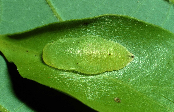 Figura 14. Pupa de <i>Calydna sturnula</i> (Riodinidae), mostrando parte dorsal. 01-SRNP-15849-DHJ59278jpg.
