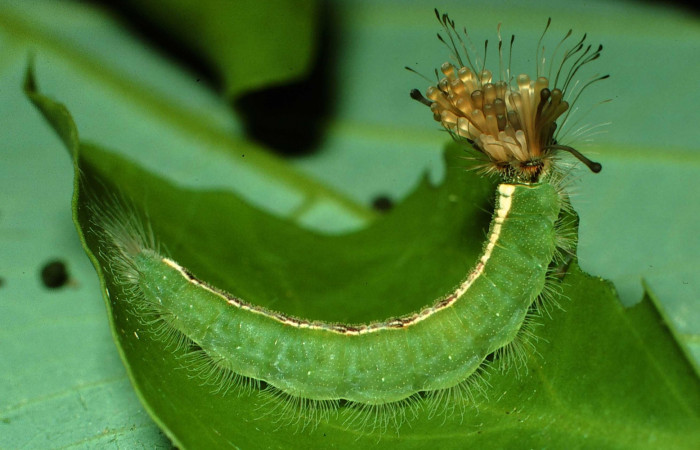 Figura 10. Larva <i>Calydna sturnula</i> (Riodinidae), posición lateral entero en la hoja de la planta de <i>Schoepfia schreberi</i> (Schoepfiaceae). Sector Santa Rosa, Area de Conservación Guanacaste. 01-SRNP-15851-DHJ60631.jpg.