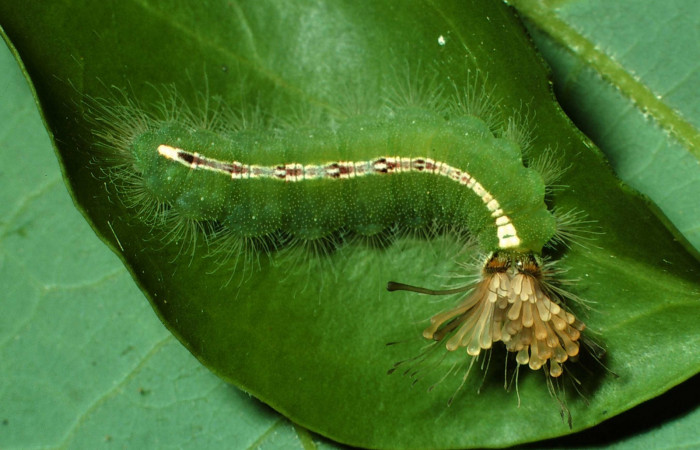 Figura 11. Larva <i>Calydna sturnula</i> (Riodinidae), posición dorsal entero en la hoja de la planta de <i>Schoepfia schreberi</i> (Schoepfiaceae). Sector Santa Rosa, Area de Conservación Guanacaste. 01-SRNP-15851-DHJ60643.jpg.