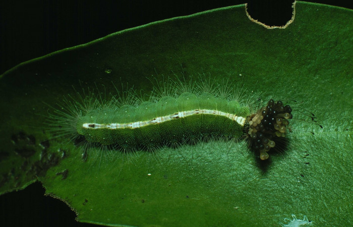 Figura 12. Larva <i>Calydna sturnula</i> (Riodinidae), posición dorsal entero en la hoja de la planta de <i>Schoepfia schreberi</i> (Schoepfiaceae). Sector Santa Rosa, Area de Conservación Guanacaste. 87-SRNP-1329-DHJ10395.jpg.