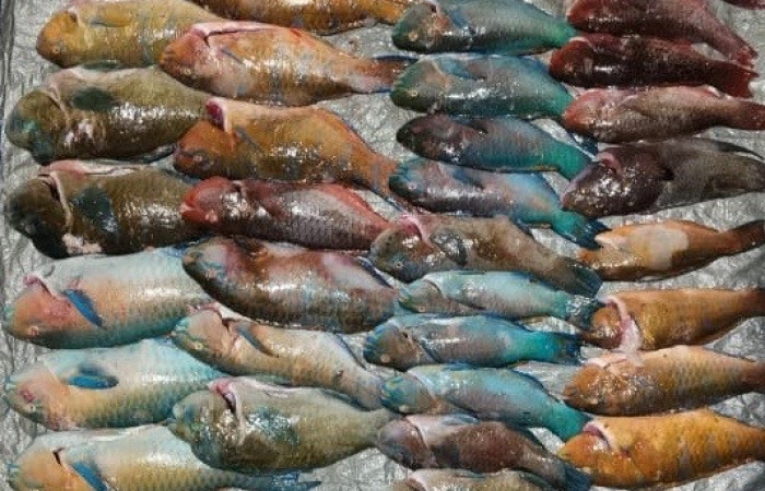 Sector Marino ACG  8 de julio 2020  Foto:  Brigada de Control Marino Costero