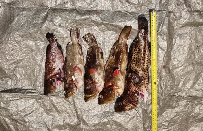 Sector Marino ACG  8 de julio 2020  Foto:  Brigada de Control Marino Costero