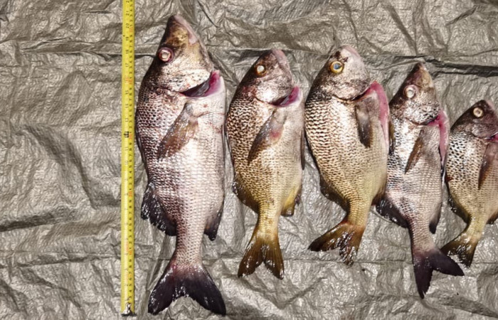 Sector Marino ACG  8 de julio 2020  Foto:  Brigada de Control Marino Costero