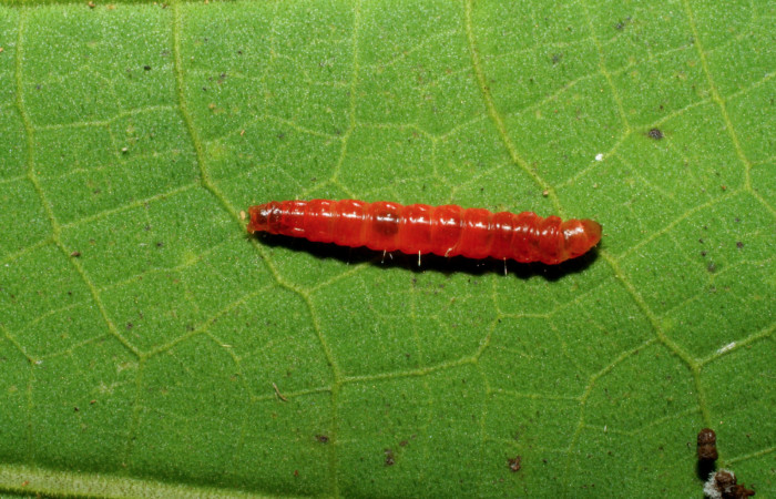 Figura 9. Prepupa de <i>Episimus ortygia</i>, Tortricidae, vista dorsal,  (05-SRNP-34884-DHJ420530).