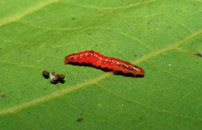 Figura 10. Prepupa de <i>Episimus ortygia</i>, Tortricidae, vista lateral,  (05-SRNP-34884-DHJ420531).