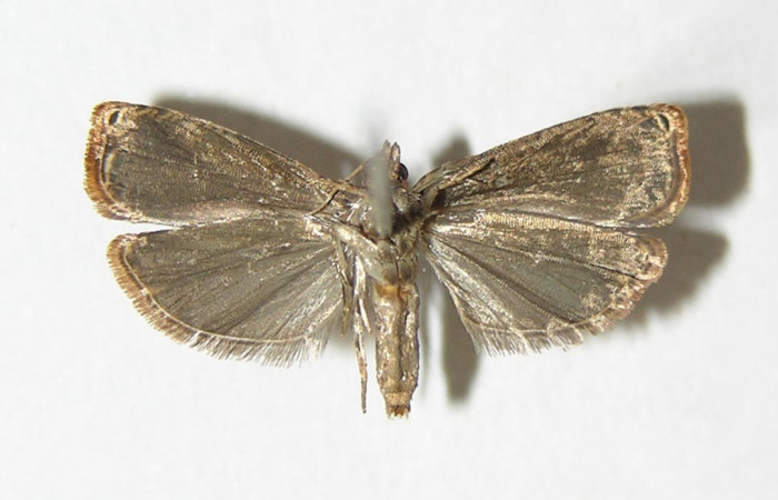 Figura 2. Adulto de <i>Episimus ortygia</i> (macho), vista ventral. (05-SRNP-41123-DHJ341553).