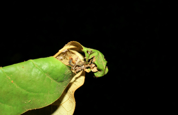 Figura 6. Larva <i>Episimus ortygia</i>, Tortricidae, detalle de la casita. (05-SRNP-70596-DHJ420783).