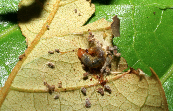Figura 7. Larva <i>Episimus ortygia</i>, Tortricidae, vista dorsal. (05-SRNP-70596-DHJ420784).