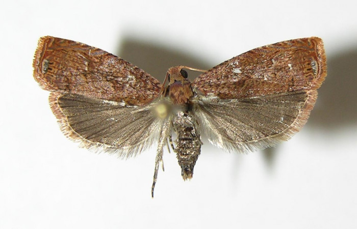 Figura 1. Adulto de <i>Episimus ortygia</i> (macho), vista dorsal. (05-SRNP-70598-DHJ338512).