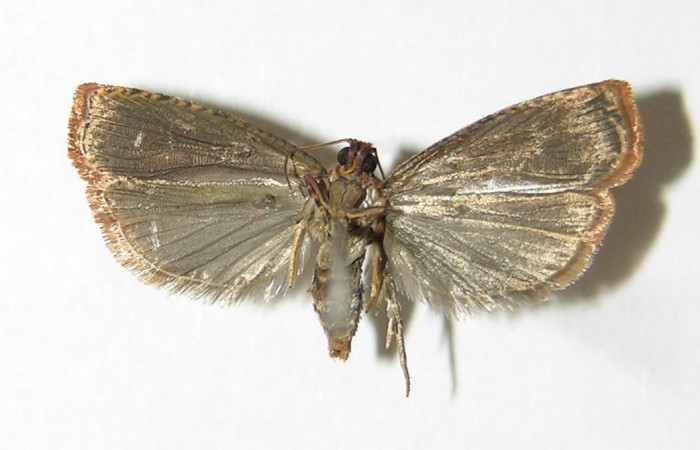 Figura 4. Adulto de <i>Episimus ortygia</i> (hembra), vista ventral. (05-SRNP-70598-DHJ338513).