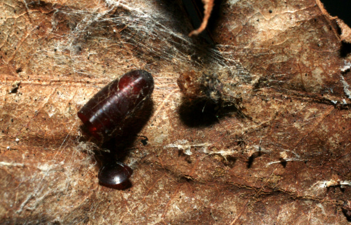 Figura13. Pupario de la familia Tachinidae, <i>Lixophaga</i> Wood02, parásito que ataca a la larva de <i>Episimus ortygia</i>. Voucher: (07-SRNP-3403-DHJ452723).