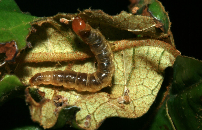 Figura 8. Larva <i>Episimus ortygia</i>, Tortricidae, vista dorsal. (09-SRNP-1855-DHJ453895).