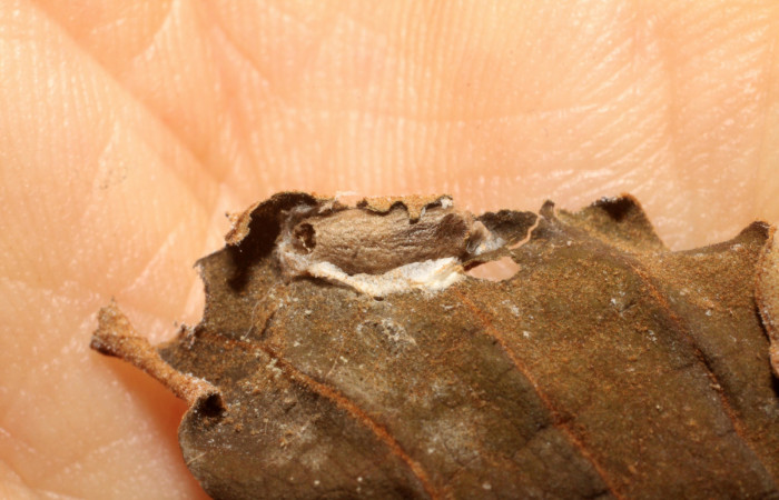 Figura 11. Detalle capullo de la familia Ichneumonidae <i>Xiphosomella</i> Janzen04, parásito que ataca a la larva de <i>Episimus ortygia</i>. Voucher: (09-SRNP-40429-DHJ475050).