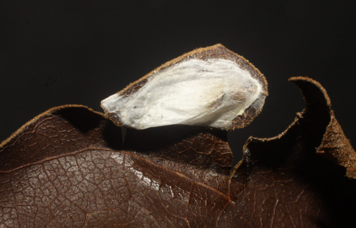 Figura 14. Capullos de Braconidae, <i>Lytopylus</i> rebeccashapleyae parásito que ataca a la larva <i>Episimus ortygia</i>. (10-SRNP-1966-DHJ480238).