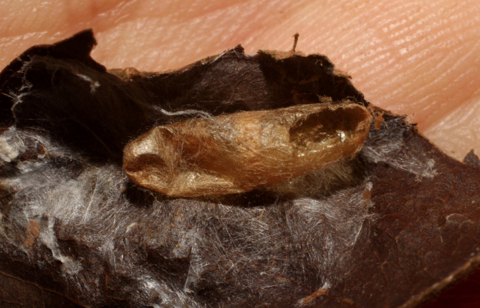 Figura 12. Detalle capullo de la familia Ichneumonidae,  <i>Phytodietus</i> lindusDHJ01, parásito que ataca a la larva  de <i>Episimus ortygia</i> Voucher: (10-SRNP-4223--DHJ496152).