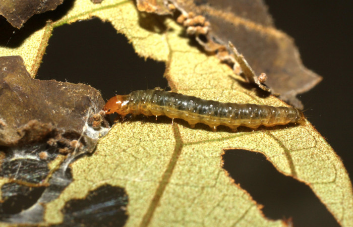 Figura 5. Larva <i>Episimus ortygia</i>, Tortricidae, vista lateral. (10-SRNP-4288-DHJ474380).