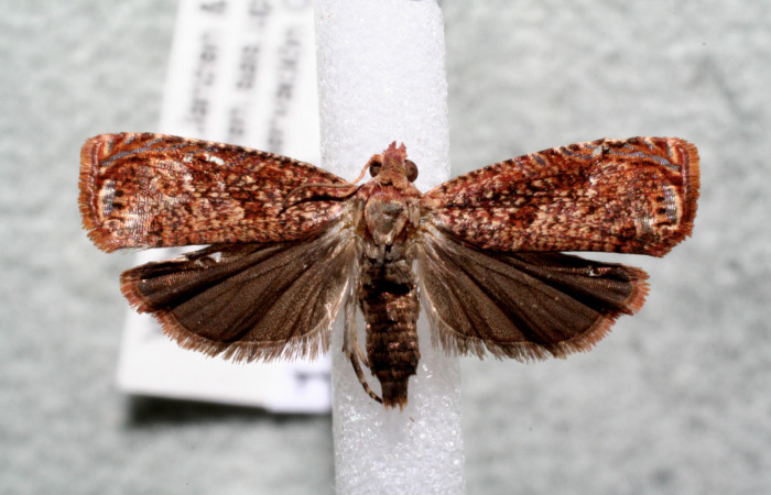 Figura 3. Adulto de <i>Episimus ortygia</i> (hembra), vista dorsal. (14-SRNP-80833-DHJ920037).