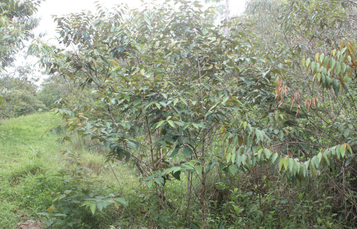 Figura 15. plantas hospedera de <i>Episimus ortygia</i> de la familia, Tortricidae <i>Vismia baccifera</i>. Foto, Keiner Aragon Calero, 12/07/2020.