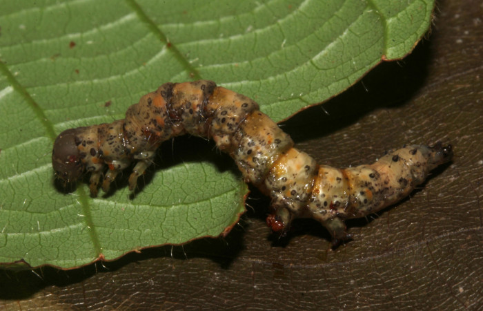  Prepupa en posición lateral de <i>Metria celia</i> (Erebidae). Sector Pitilla, Sendero Mismo . Voucher 18-SRNP-31023-DHJ744668.jpg.