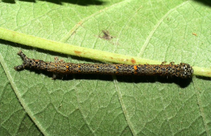  Larva en posición dorsal de <i>Metria mollis</i> (Erebidae), U estadio. Sector Pitilla, Pasmompa . Voucher 06-SRNP-31388-DHJ412547.jpg.
