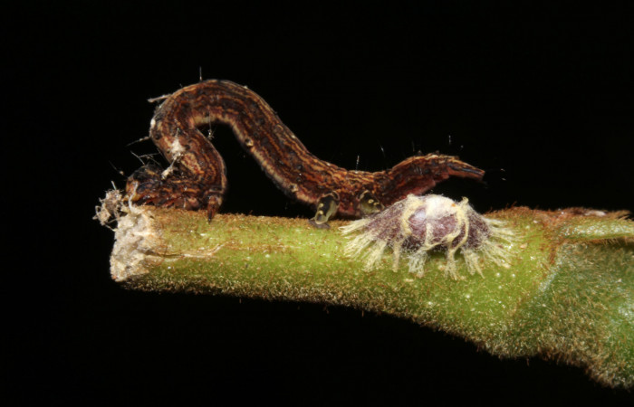  Capullo de parásito, junto cadáver de larva <i>Metria celia</i> (Erebidae). Sector Pitilla, Sendero Mismo . Voucher 19-SRNP-31072-DHJ765745.jpg.