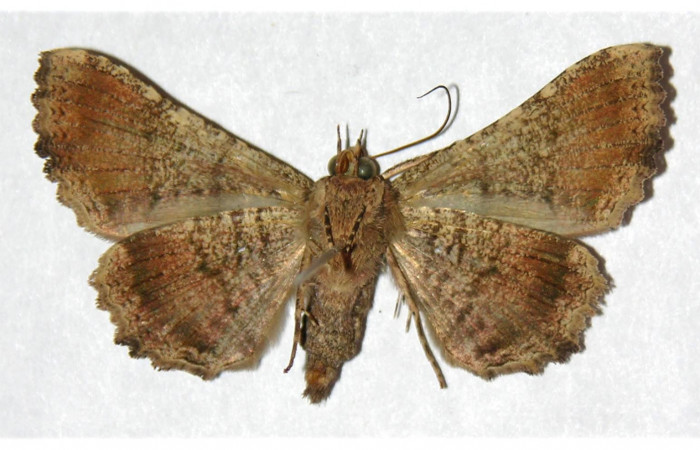  Adulto en posición ventral de <i>Metria celia</i> (Erebidae). Sector Santa Rosa, Vado RíoCuajiniquil. Voucher 92-SRNP-2119-DHJ320741.