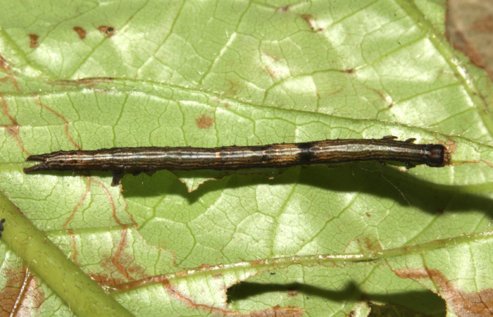  Larva en posición dorsal de <i>Metria celia</i> (Erebidae), PPU estadio. Sector Pitilla, Sendero Mismo . Voucher 18-SRNP-31023-DHJ744386.jpg.