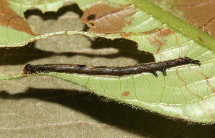  Larva en posición dorsal de <i>Metria celia</i> (Erebidae), PPU estadio. Sector Pitilla, Sendero Mismo . Voucher 18-SRNP-31023-DHJ744385.jpg.