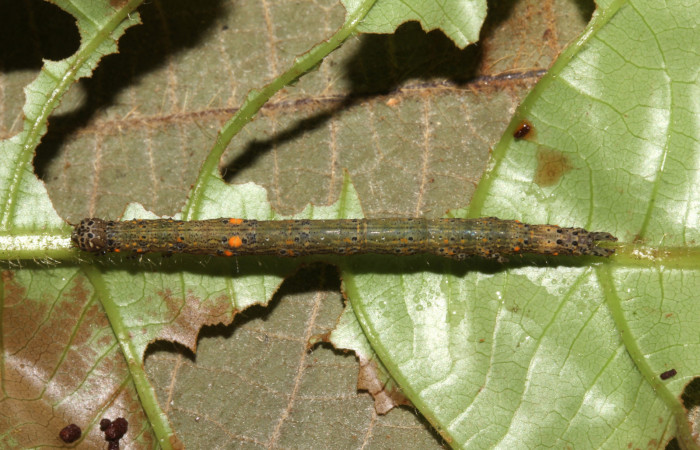  Larva en posición dorsal de <i>Metria celia</i> (Erebidae), PU estadio. Sector Pitilla, Sendero Mismo . Voucher 18-SRNP-31022-DHJ744379.jpg.