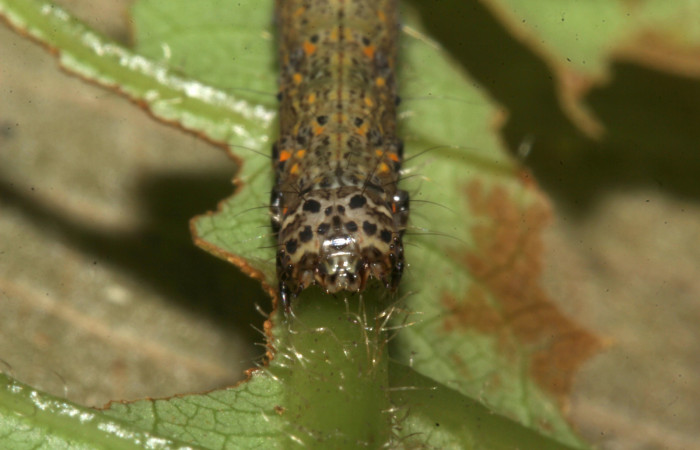  Cabeza en posición frontal de <i>Metria celia</i> (Erebidae), PU estadio. Sector Pitilla, Sendero Mismo . Voucher 18-SRNP-31022-DHJ744381.jpg.