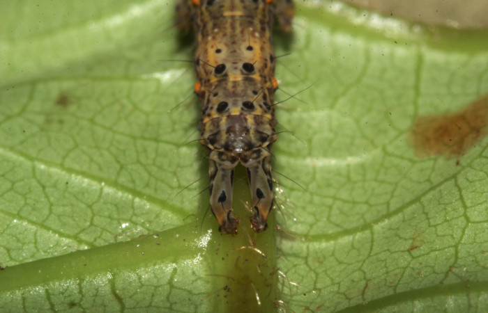  Cola en posición Frontal de <i>Metria celia</i> (Erebidae), PU estadio. Sector Pitilla, Sendero Mismo . Voucher 18-SRNP-31022-DHJ744384.jpg.
