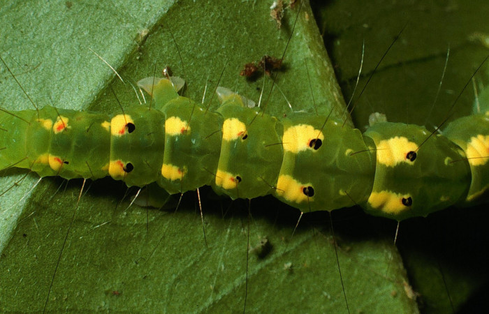 Figura 2. Parte trasera de <i>Concana permixta</i> (Noctuidae), último estadio. Voucher: 03-SRNP-6304-DHJ74594.jpg.