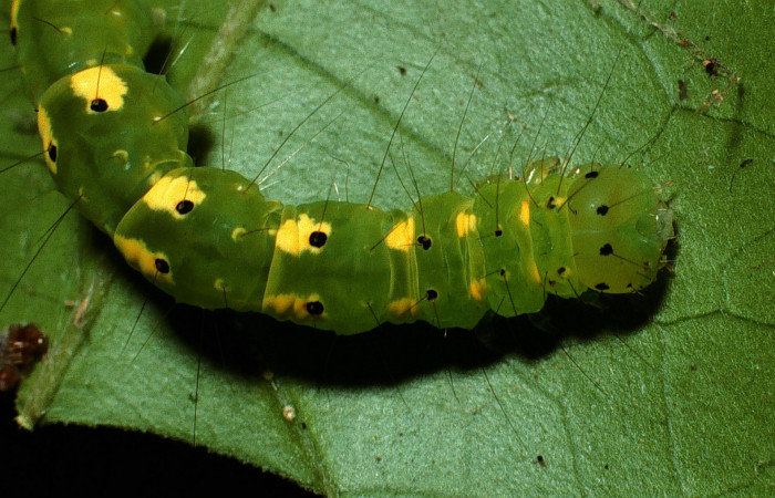 Figura 3. Parte lateral frontal de <i>Concana permixta</i> (Noctuidae), último estadio. Voucher: 03-SRNP-6304-DHJ74604.jpg.