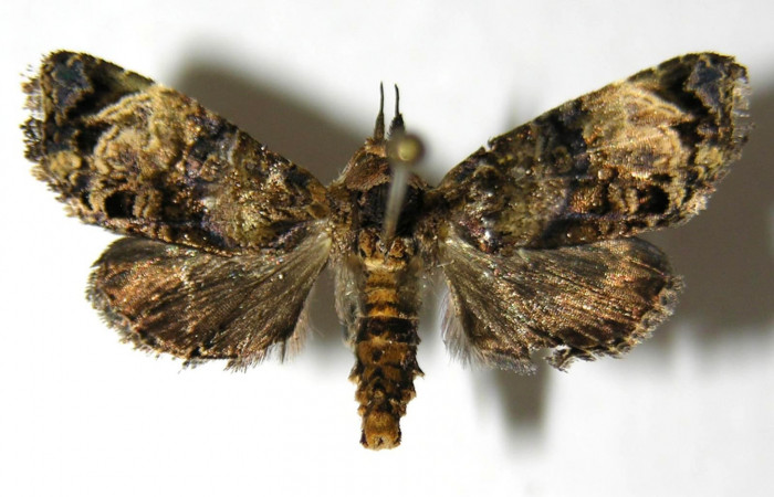 Figura 6. Adulto de <i>Concana permixta</i> (Noctuidae). Voucher: 06-SRNP-4325-DHJ350820.