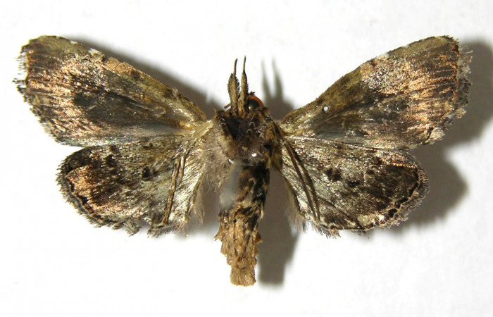 Figura 7. Adulto de <i>Concana permixta</i> (Noctuidae). Voucher: 06-SRNP-4325-DHJ350821.